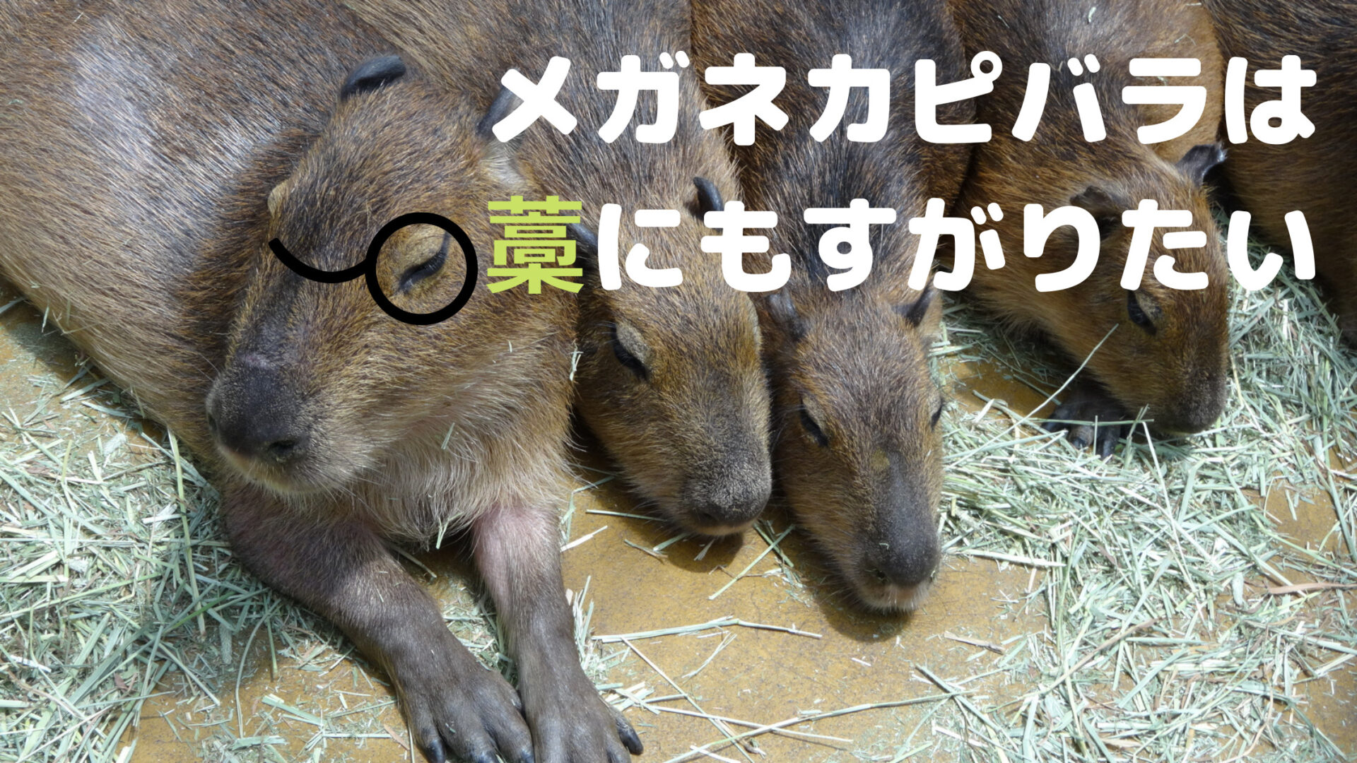 自己紹介とブログ紹介｜メガネカピバラは藁にもすがりたい