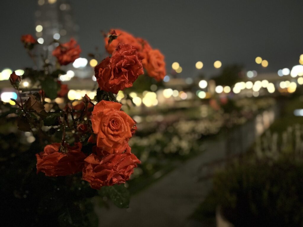中之島公園の夜のバラ